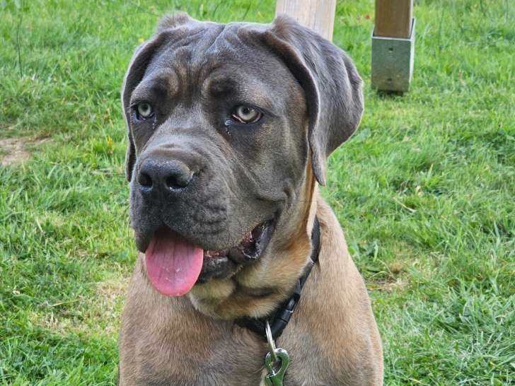 Iris, Cane Corso de 7 mois à vendre