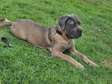 Iris, Cane Corso de 7 mois à vendre