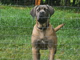 Iris, Cane Corso de 7 mois à vendre