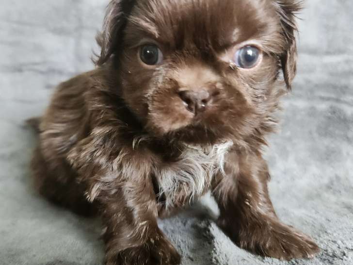 Mochi male