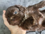 Mochi male