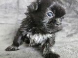 Oliver petit male