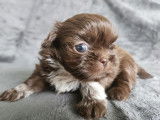 Moxie femelle