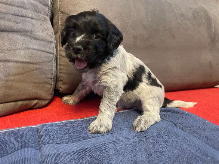 Chiots Schapendoes LOF à vendre