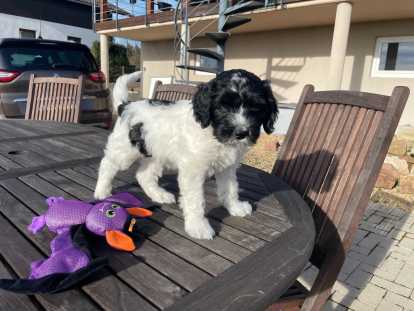 Chiots Schapendoes LOF à vendre