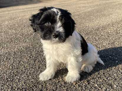 Chiots Schapendoes LOF à vendre