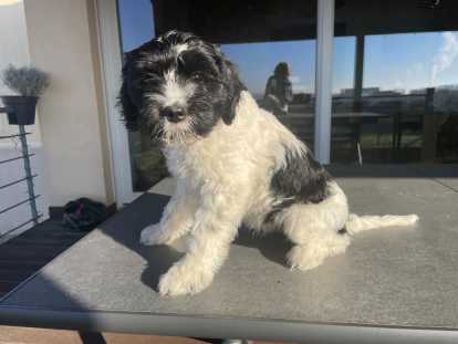 Chiots Schapendoes LOF à vendre