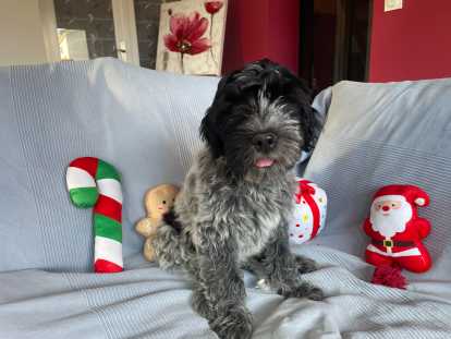 Chiots Schapendoes LOF &agrave; vendre