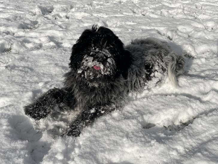 Chiots Schapendoes LOF à vendre