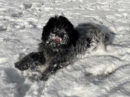 Chiots Schapendoes LOF &agrave; vendre