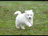 Chiot Samoyède LOF à vendre