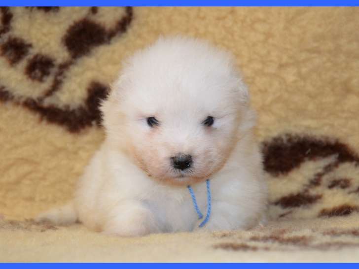Chiot Samoyède LOF à réserver