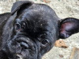 Chiot femelle Bouledogue Francais à vendre