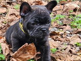 Chiot femelle Bouledogue Francais à vendre