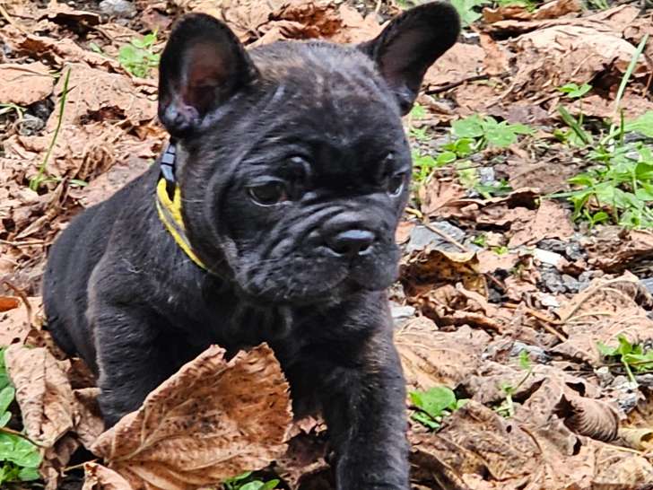 Chiot femelle Bouledogue Francais à vendre