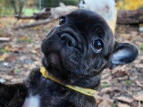 Chiot femelle Bouledogue Francais à vendre