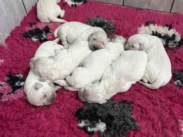 Les BB 1 de Sybelles