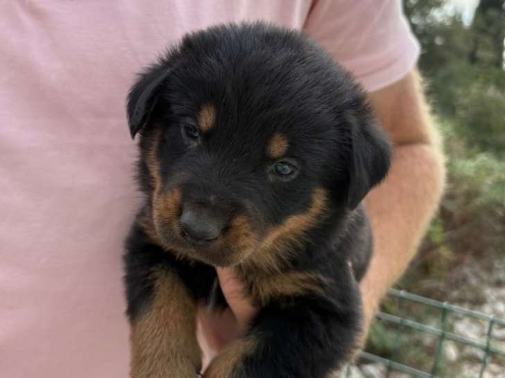 Chiots Beauceron inscrits au LOF à vendre