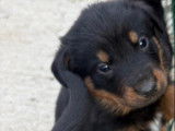 Chiots Beauceron inscrits au LOF à vendre