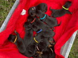 Chiots Beauceron inscrits au LOF à vendre