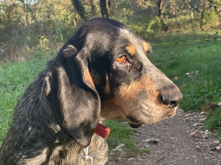 Rustine, chienne Grand Bleu de Gascogne à adopter en association