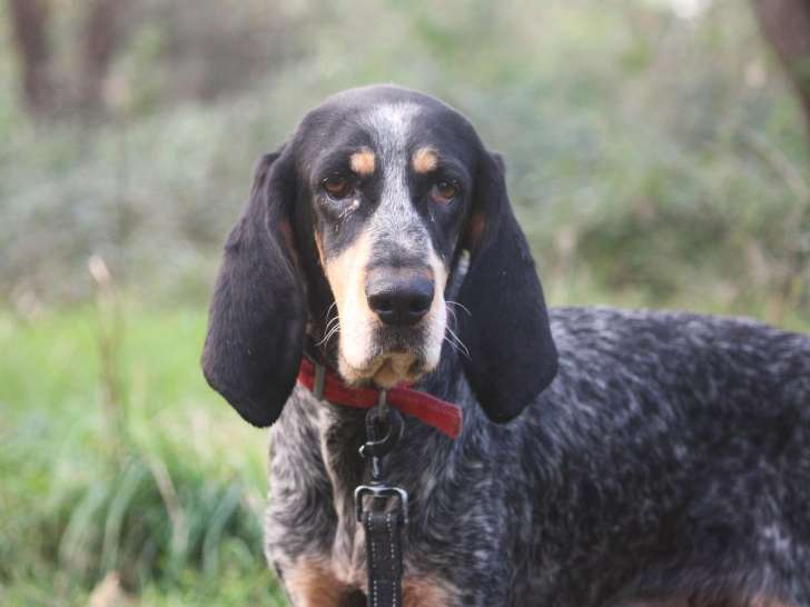 Rustine, chienne Grand Bleu de Gascogne à adopter en association