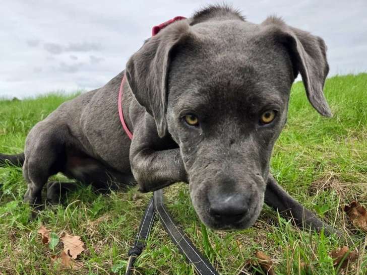 Aima, jeune chienne croisée Dogue à adopter en association