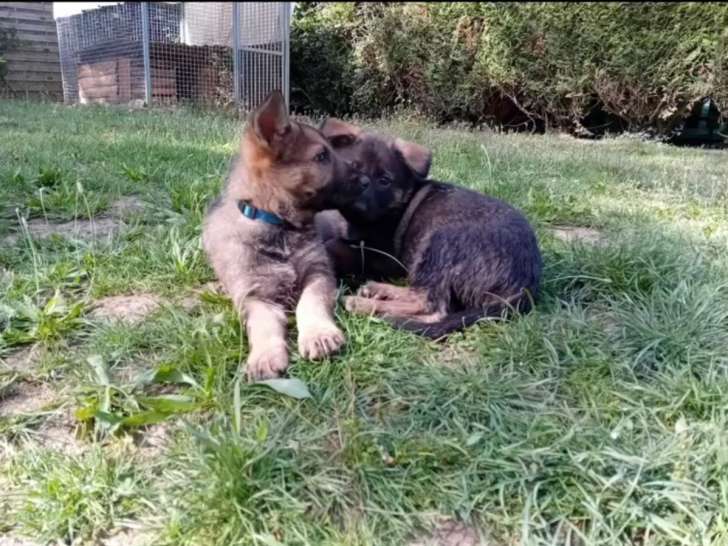 Chiots Berger Allemand à dos droit LOF à naître