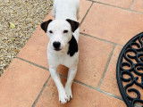 Mâle Jack Russell disponible pour saillie