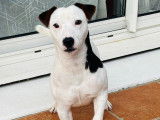 Mâle Jack Russell disponible pour saillie