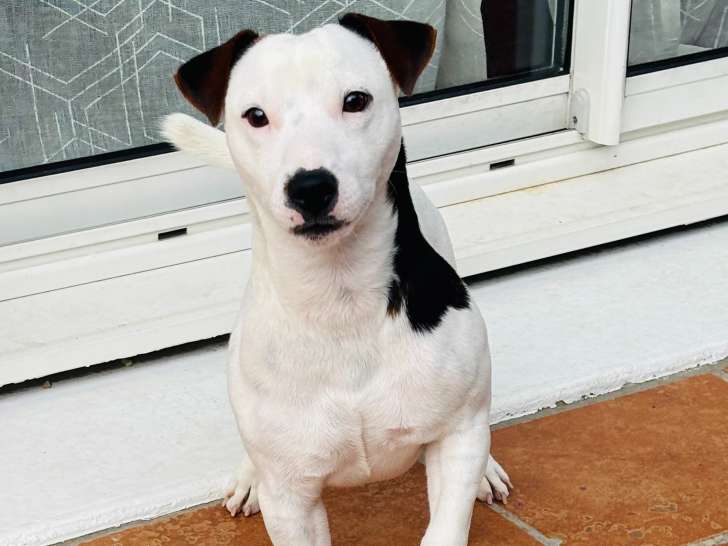 Mâle Jack Russell disponible pour saillie
