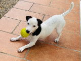 Mâle Jack Russell disponible pour saillie