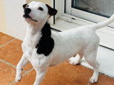 Mâle Jack Russell disponible pour saillie