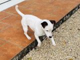 Mâle Jack Russell disponible pour saillie
