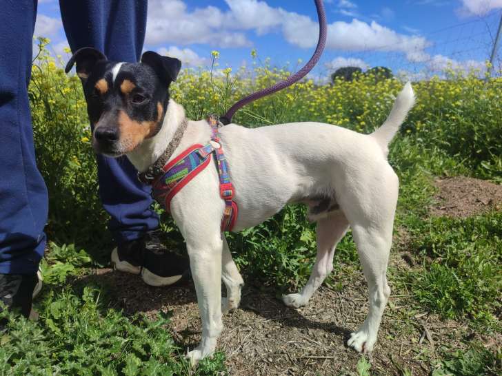 Chico, petit chien de 7 kg d'amour et de tendresse à adopter