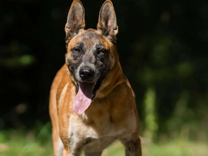 En attente d'adoption : chien à la fourrure fauve