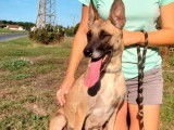 Prête pour l’adoption : chienne Berger Malinois de 2 ans