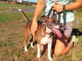 En attente d’une famille : chienne Jack Russell d'un an