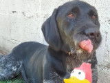 À accueillir : chien Drahthaar âgé de 7 ans