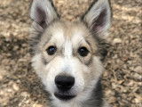 En quête d'un foyer : chiot femelle Husky Sibérien de 5 mois