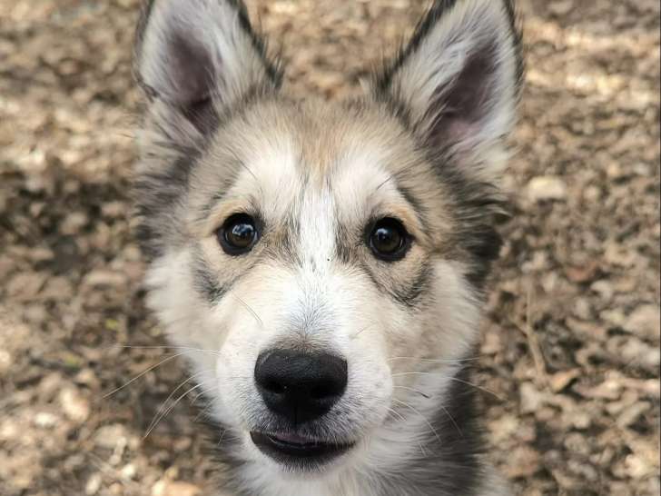 En quête d'un foyer : chiot femelle Husky Sibérien de 5 mois