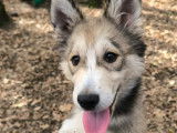 En quête d'un foyer : chiot femelle Husky Sibérien de 5 mois
