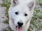 Adoption disponible : chiot mâle Husky Sibérien blanc