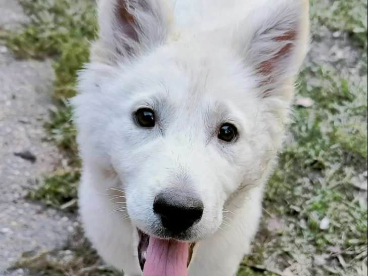 Adoption disponible : chiot mâle Husky Sibérien blanc