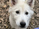 Adoption disponible : chiot mâle Husky Sibérien blanc