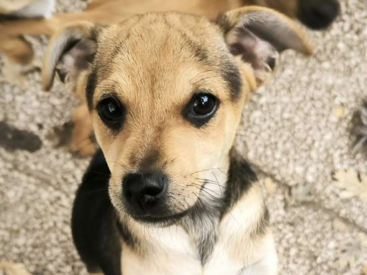 À la recherche d’une famille : chiot mâle noir et feu