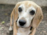 Chienne Beagle de 11 ans disponible à l'adoption