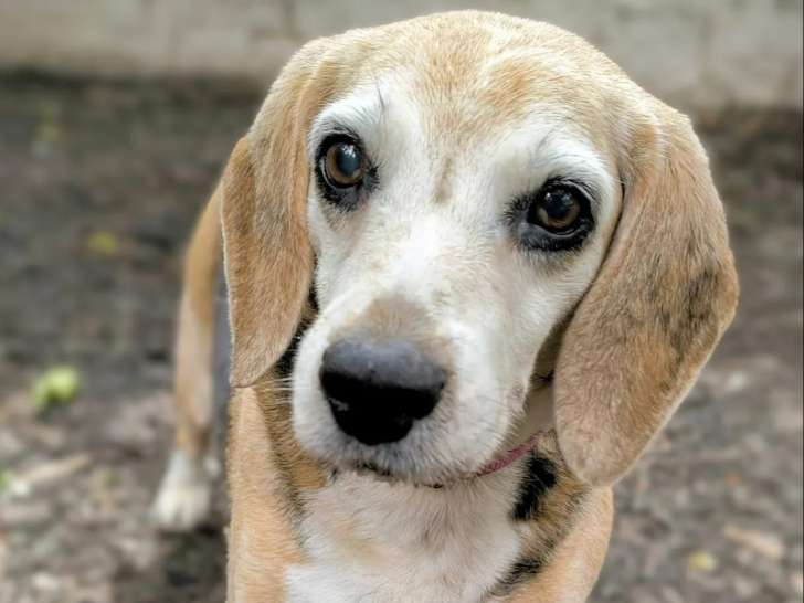 Chienne Beagle de 11 ans disponible à l'adoption