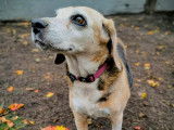 Chienne Beagle de 11 ans disponible à l'adoption