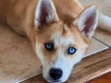 Chiot mâle Pomsky de 9 mois en attente d'adoption